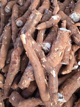 Large Overhead Pile of Freshly Harvested Cassava Roots