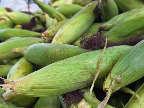 Close-Up of Fresh Corn Ear in Green Husk