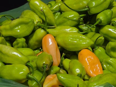 Aji Dulce Sweet Peppers Green and Orange Close-Up Detail