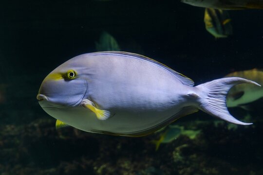 Lateral view of a Yellowfin surgeonfish (Acanthurus xanthopterus)