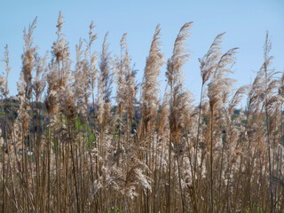 Obraz premium Golden reeds in sunlight against blue sky, minimal natural background with soft focus and copy space
