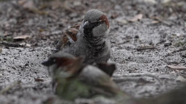Funny house Sparrow having bath with sands on ground