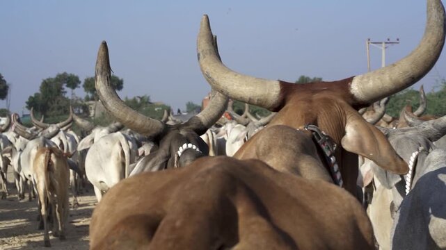 Herd of Thari cows in Pakistan with their large horns, seen from behind walking in a together through the countryside.