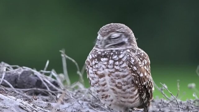 Burrowing owl on ground guarding its nest