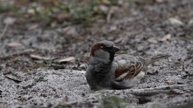 Funny house Sparrow having bath with sands on ground
