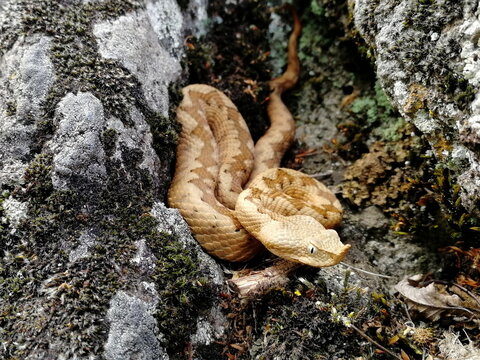 The horned viper snake Vipera ammodytes is warming up on a stone rock