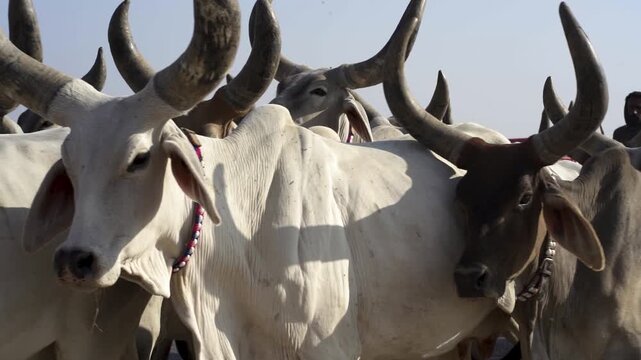 Herd of Thari cows in Pakistan with their large horns, walking in a herd through the countryside. Looking a camera
