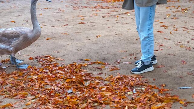 Tourist with coypu and young swan in autumn park. Coypu standing near young swan amid fallen leaves, observing tourist walking through peaceful autumn park landscape