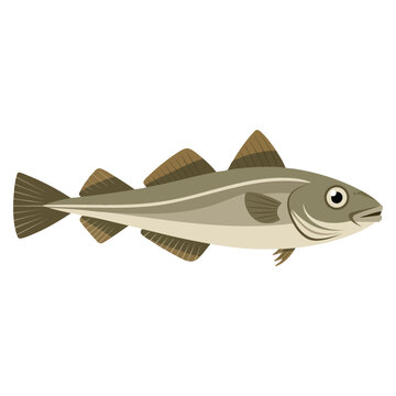 Sea fish codfish created as vector illustration, perfect for marine biology themes and aquatic life artwork