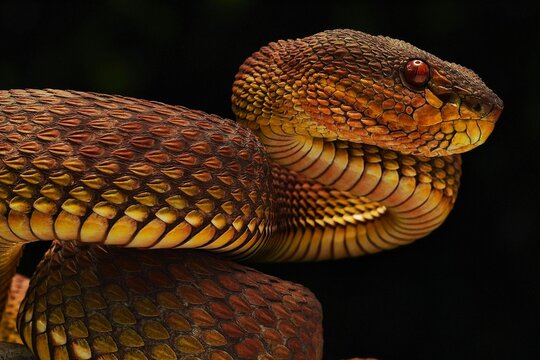 snake in a tree