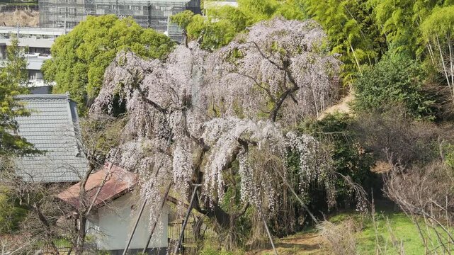 Tokyo, Japan - March 24, 2026: Pendula Maxim or weeping cherry blossoms in full bloom 