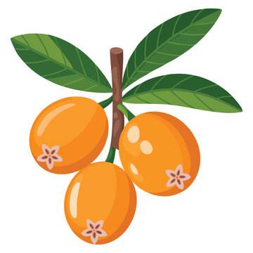 Vector illustration of loquat with leaves isolated on white background ideal for botanical fruit design natural food themes and healthy ingredient concepts