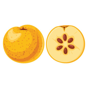 Vector illustration of tejocote fruit yellow Mexican hawthorn isolated used as traditional ingredient for Christmas ponche festive design