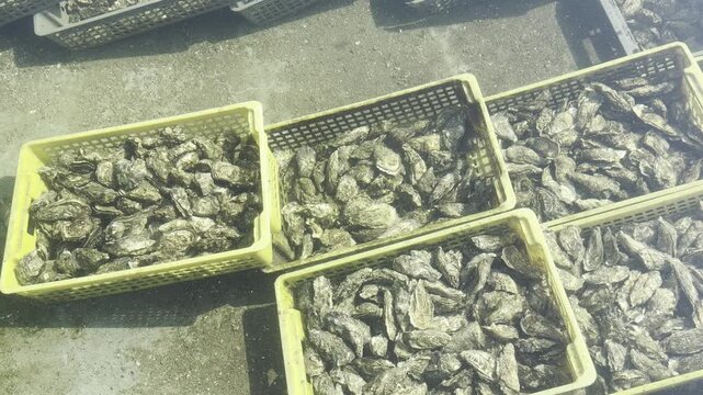 Close view of oysters in a storage tank near an oyster farmer house in Cap Ferret, part of the conservation and purification process in Arcachon Basin shellfish farming