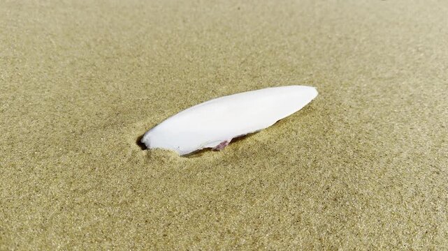 Two views of a cuttlefish bone resting on beige sand along a beach in the Landes region, highlighting marine remains left by the ocean on the Atlantic shoreline
