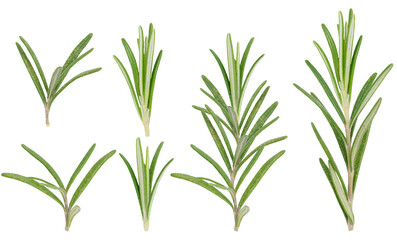 Fototapeta premium Fresh green rosemary branches on isolated background, close up