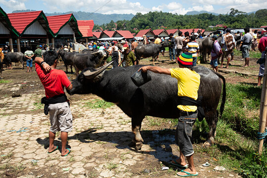 Mercado de ganado en Rantempao, Indonesia.