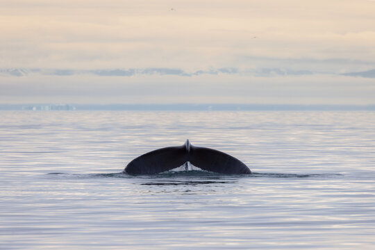 Humpback whale flukes in Ilulissat icefjord in Greenland