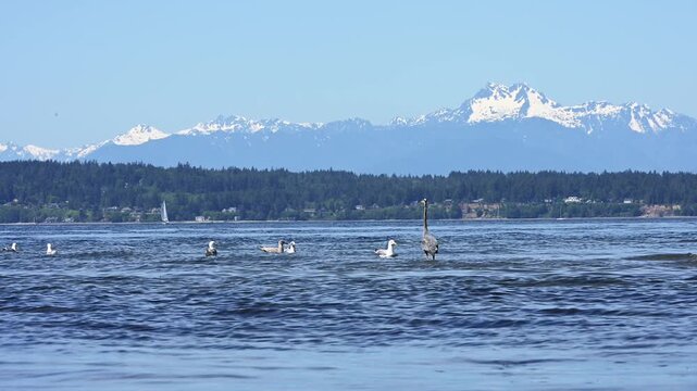 Great Blue Heron stalking and hunting at low tide in shallow water on Puget Sound coast beach, Golden Gardens state park, Seattle, Washington, Olympic mountains in the background
