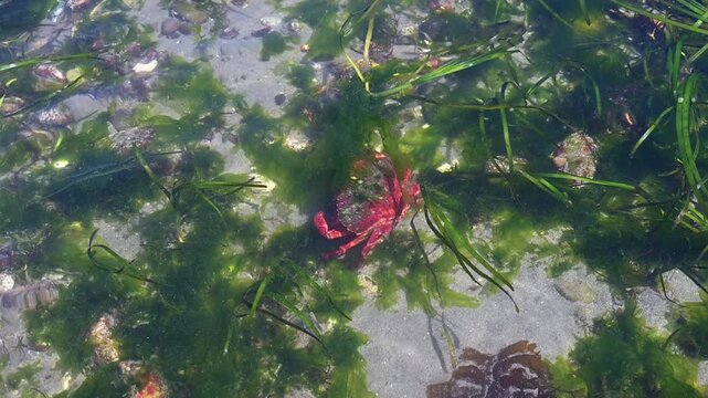Red Rock Crab walking under sea water in dark sea grass, exploring the intertidal zone at low tide, marine animals in Puget Sound, Golden Gardens state park, Seattle, Washington
