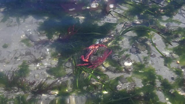 Red Rock Crab walking under sea water in dark sea grass, exploring the intertidal zone at low tide, marine animals in Puget Sound, Golden Gardens state park, Seattle, Washington
