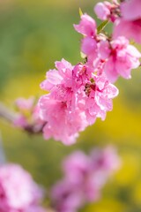 Fototapeta premium 古河公方公園 花桃祭り