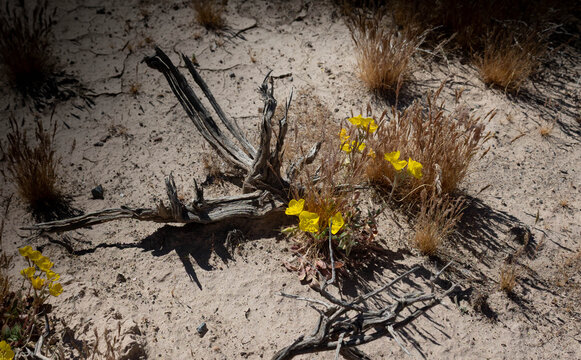 photo of yellow desert flower and dried wood and arid desert sand
