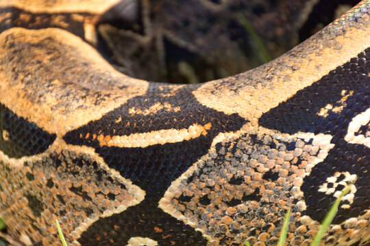 Parte do corpo de uma Jib&oacute;ia,