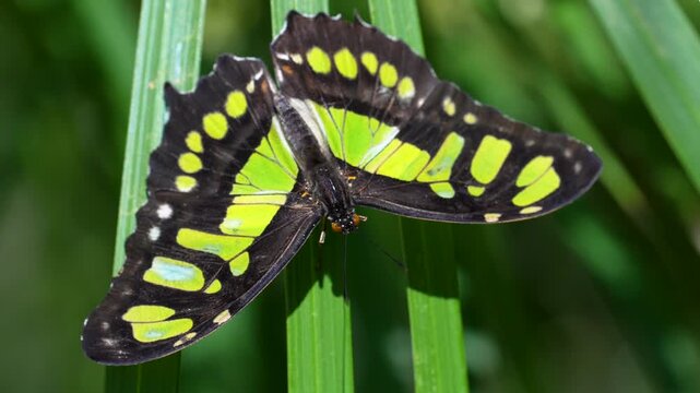 a green malachite butterfly sits on a large blade of a plant soaking up the sun