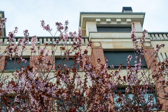 Ramas de un &aacute;rbol con flores rosas en primavera frente a la fachada de un edificio residencial