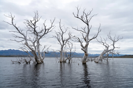 Dead white skeletal trees standing in a flooded reservoir