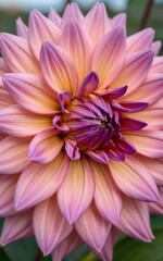 Obraz premium A vibrant pink dahlia with layered petals and a deep purple center.