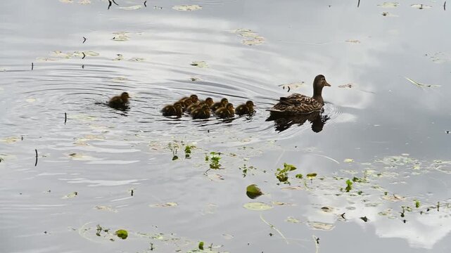 New spring life, female mallard duck with a big family of small baby ducklings swimming in Lake Washington through green plants, spring renewal as a nature background
