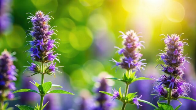 A photo of hyssop blooms with a vibrant green background, delicate purple flowers swaying in the breeze