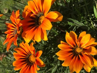 Fototapeta premium Vibrant Striped Gazania Flower in Bloom – Yellow Orange African Daisy Close-Up in Garden Sunlight. The treasure flower or African daisy. yellow flowers cluster. yellow flowers cluster. New Day red str