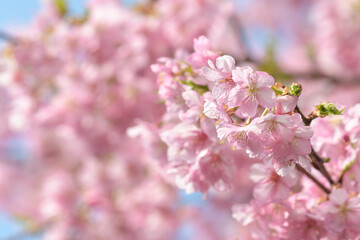 Fototapeta premium 河津桜の花