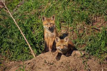 Obraz premium red fox in the wild