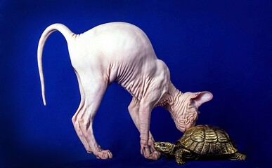 A grey sphinx cat walking on blue background. © Marina