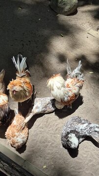 High angle shot of colorful crested chickens with unique feather patterns
