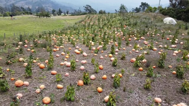 A medium close-up focusing on the texture of the soil and the different shapes and sizes of the ripe pumpkins, highlighting the autumnal withered vines and remaining green leaves