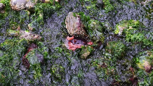 Small ruby red Octopus, Octopus Rubescens, moving across green seaweed kelp bed at low tide, dark green seaweed, sea lettuce, Puget Sound, Golden Gardens park, Seattle, Washington

