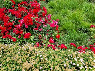 Naklejka premium Beautiful flowers in the garden. Spiraea japonica and roses.