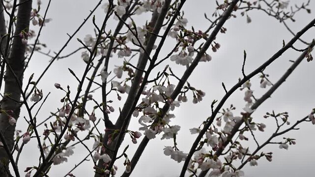 Cherry blossoms bloom softly on bare branches. Overcast sky forms a serene backdrop. Delicate petals drift in gentle breeze. Ideal for spring themes or emotional contexts