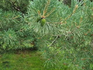 green pine cones in the forest © Aida