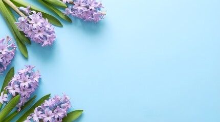 Fototapeta premium Easter purple hyacinth flowers on blue background vibrant spring floral corner composition soft pastel botanical scene