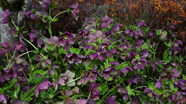 Dark purple maroon flowers blooming on Hellebore, Lenten Rose, plants moving in gentle breeze in a winter spring garden
