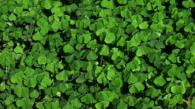 Wind blowing across field of vibrant green shamrock, oxalis, leaves, celebrate St. Patrick&rsquo;s Day outdoors in nature, woodland background
