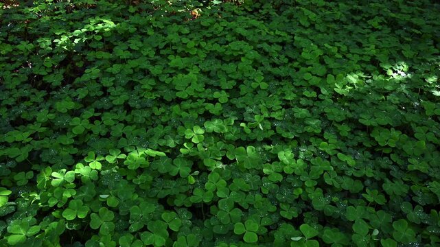 Panning down field of vibrant green shamrock, oxalis, leaves, celebrate St. Patrick&rsquo;s Day outdoors in nature, woodland background
