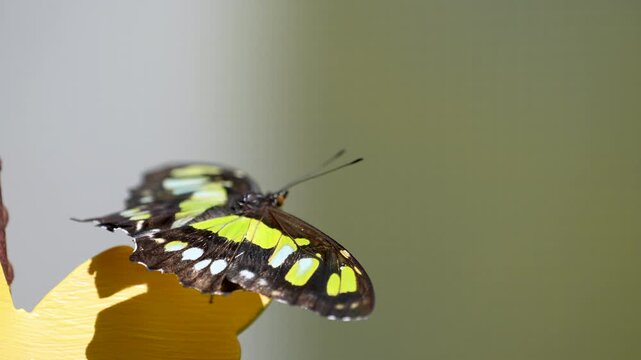 a green malachite butterfly is perched and sunning itself