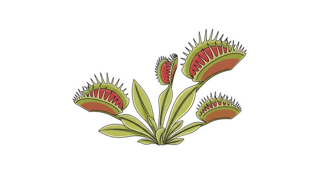A colorful vector illustration of a Venus flytrap plant with its distinctive carnivorous leaves